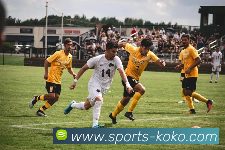 体育下注平台生态图